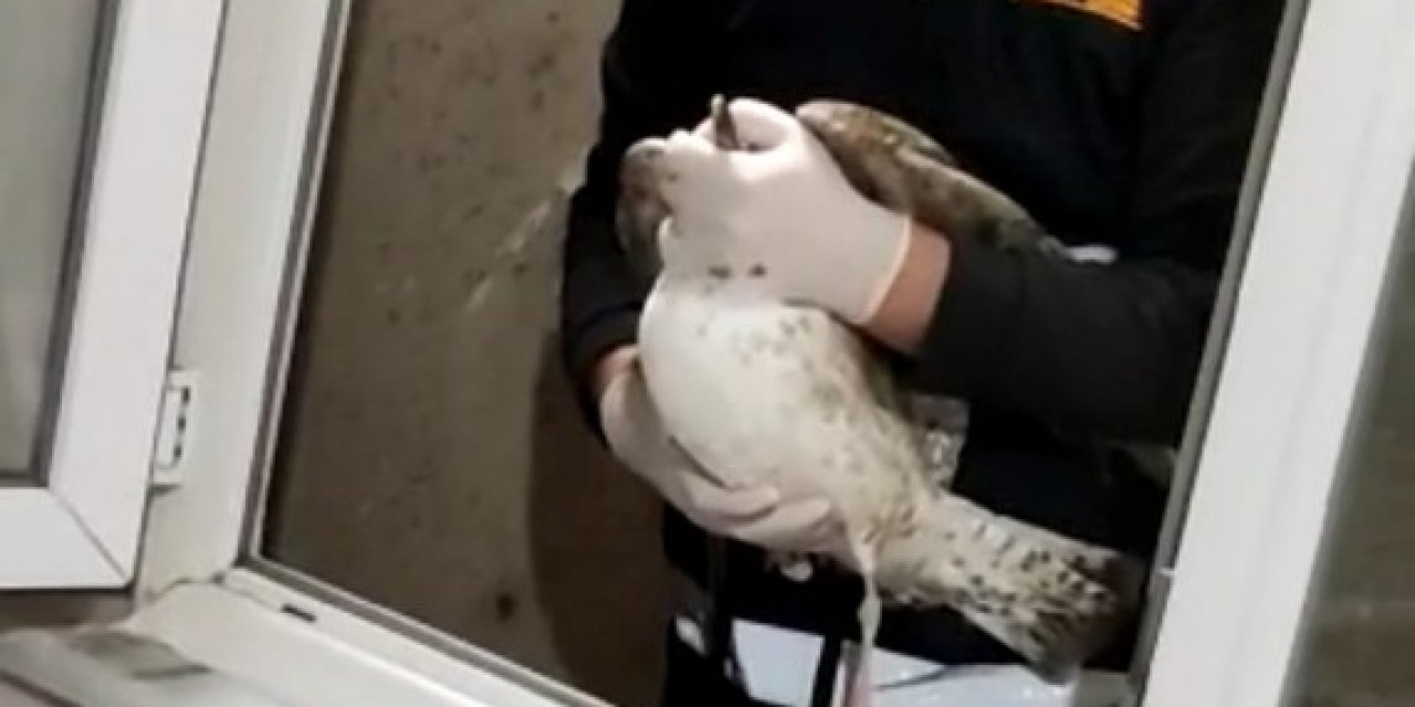 Havalandırma Boşluğuna Düşen Martı Kurtarıldı