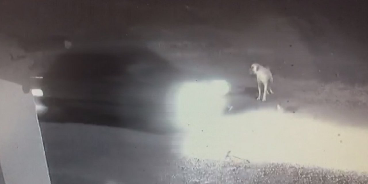 Dikkatsiz Sürücü Ezdi Geçti, Yardımına Kangal Koştu