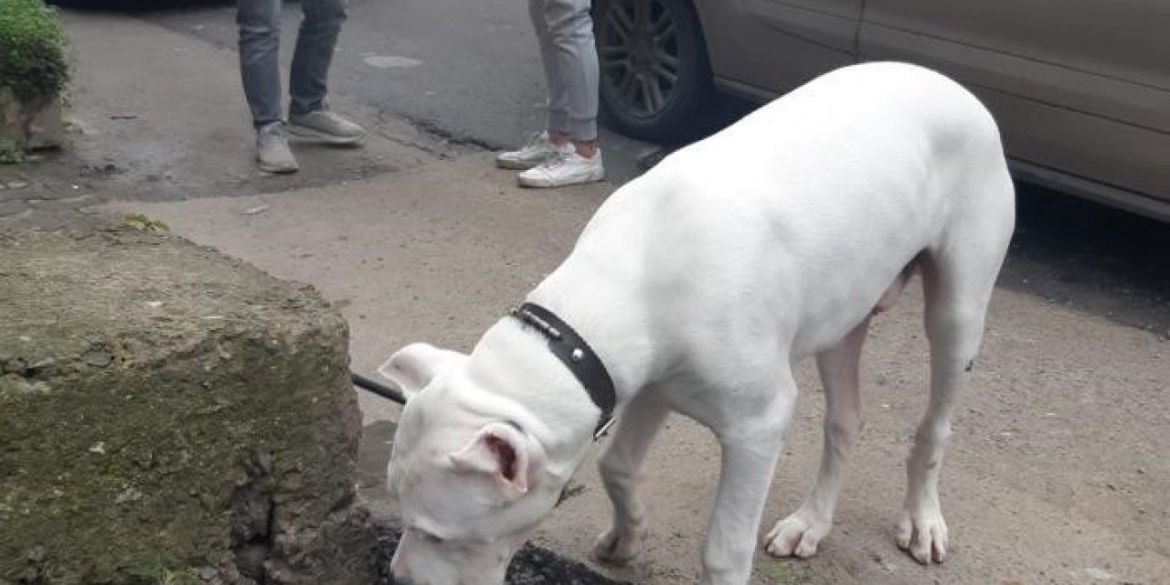 Hapis Cezası İle Aranan Şüpheli Yasak Irk Köpekle Yakalandı