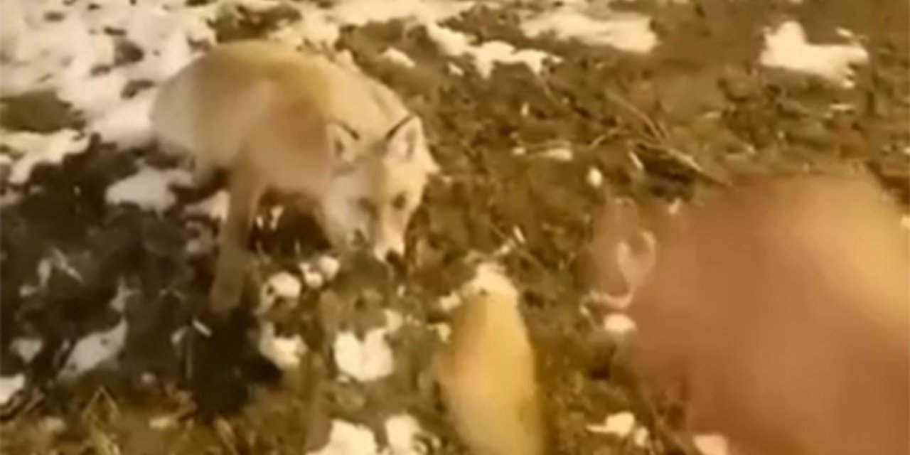 Aç Kalan Tilkiyi Eliyle Besledi