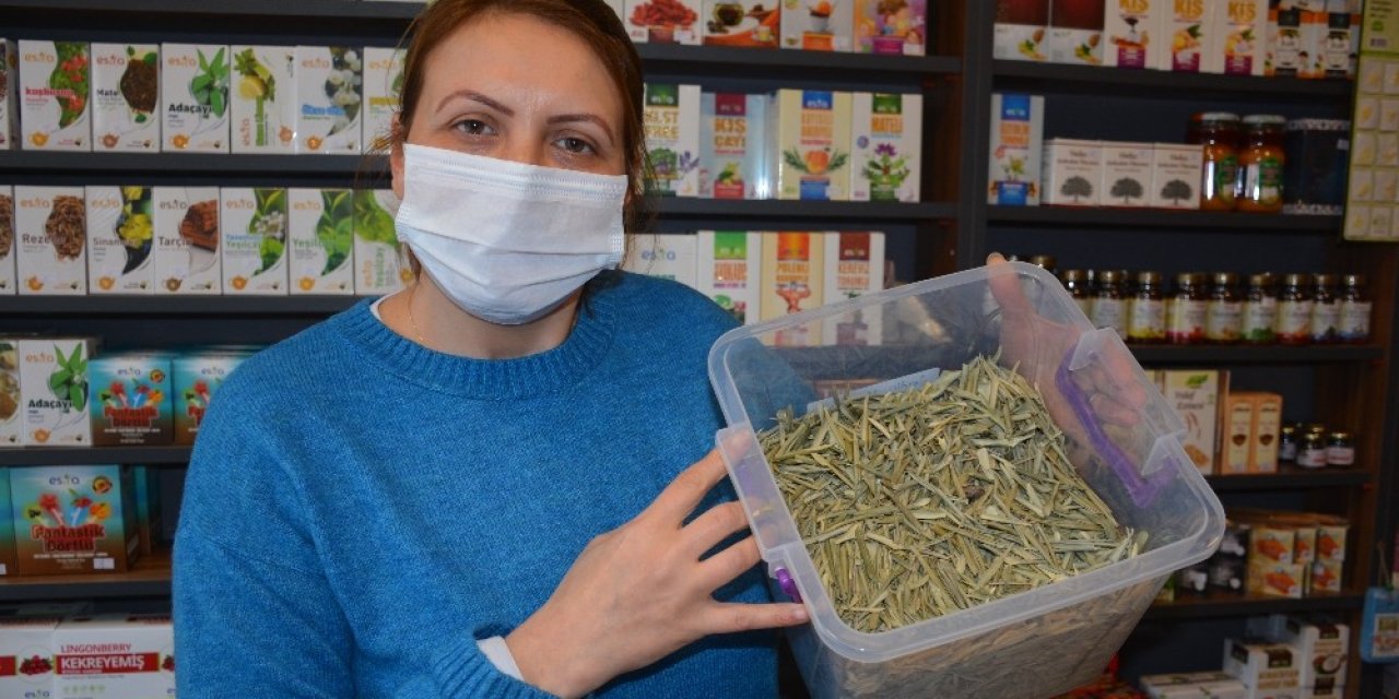 Sinop’ta Zeytin Yaprağı Satışı Patladı