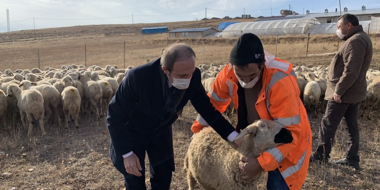 Bayburt’ta Çiftçiler Küçükbaş Hayvanlarını Teslim Almaya Devam Ediyor