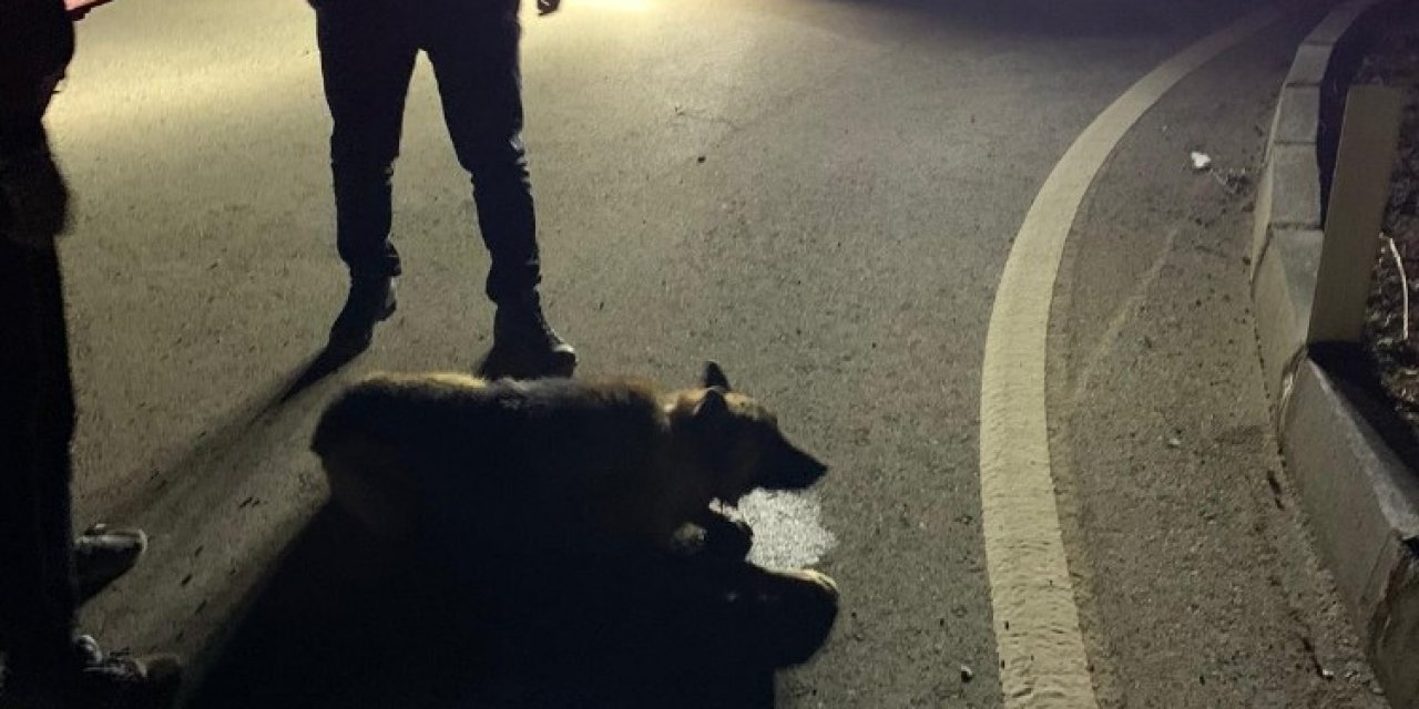 Gece Korona Denetimine Çıkan Kaymakam Yaralı Köpeğin İmdadına Yetişti