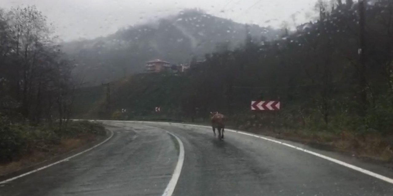 Rize’de Ahırdan Kaçan İnek Sahibine Zor Anlar Yaşattı