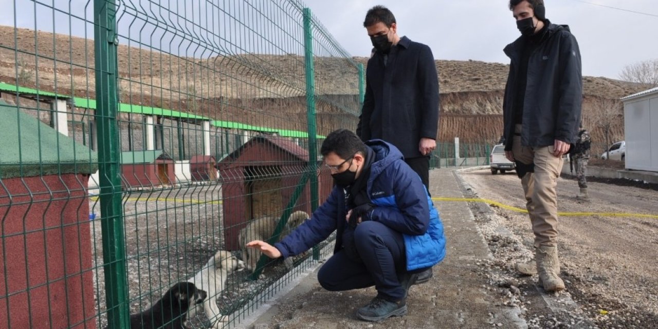 Yüksekova’da Sokak Hayvanları Yeni Evlerine Kavuştu