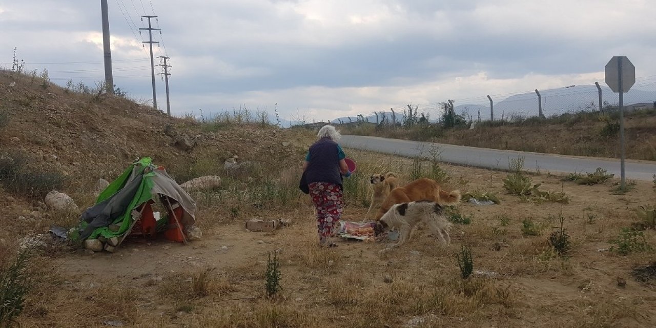 Sokak Hayvanları Pandemide Mağdur Oluyor