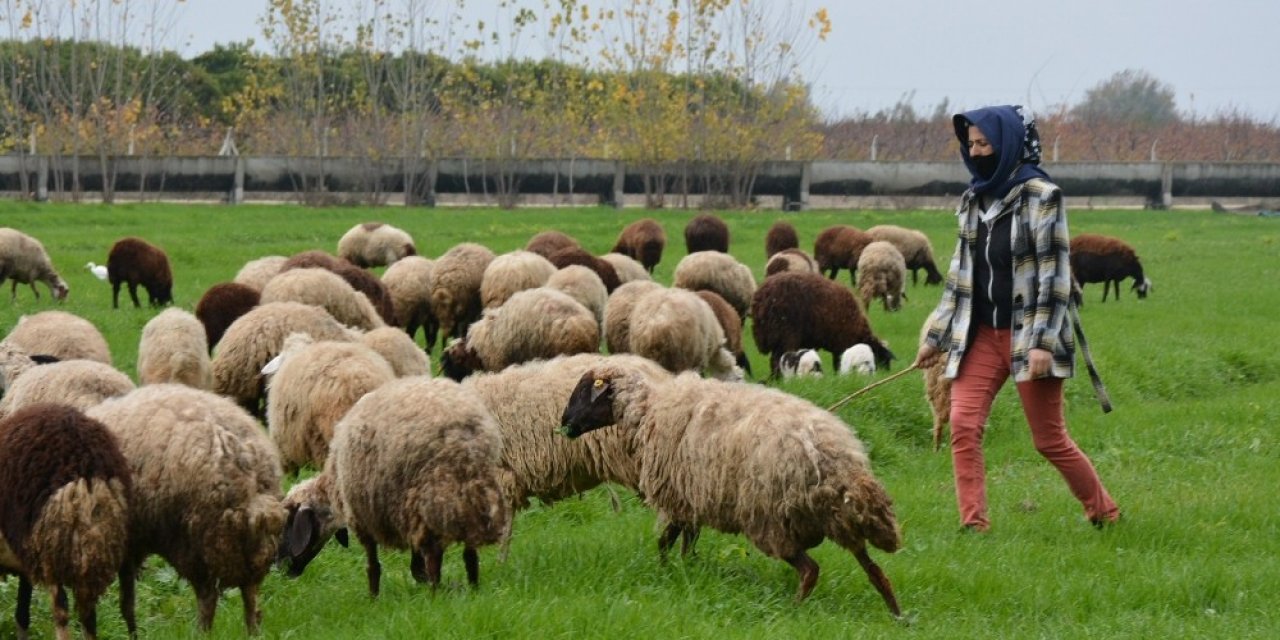 Tohumlar Yeşerdi, Hayvanlar Otlamaya Başladı