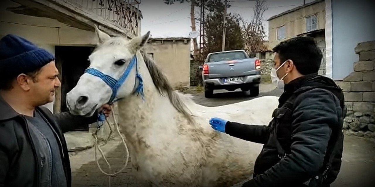 Tek Tırnaklı Hayvanlara Mikroçiple Takip