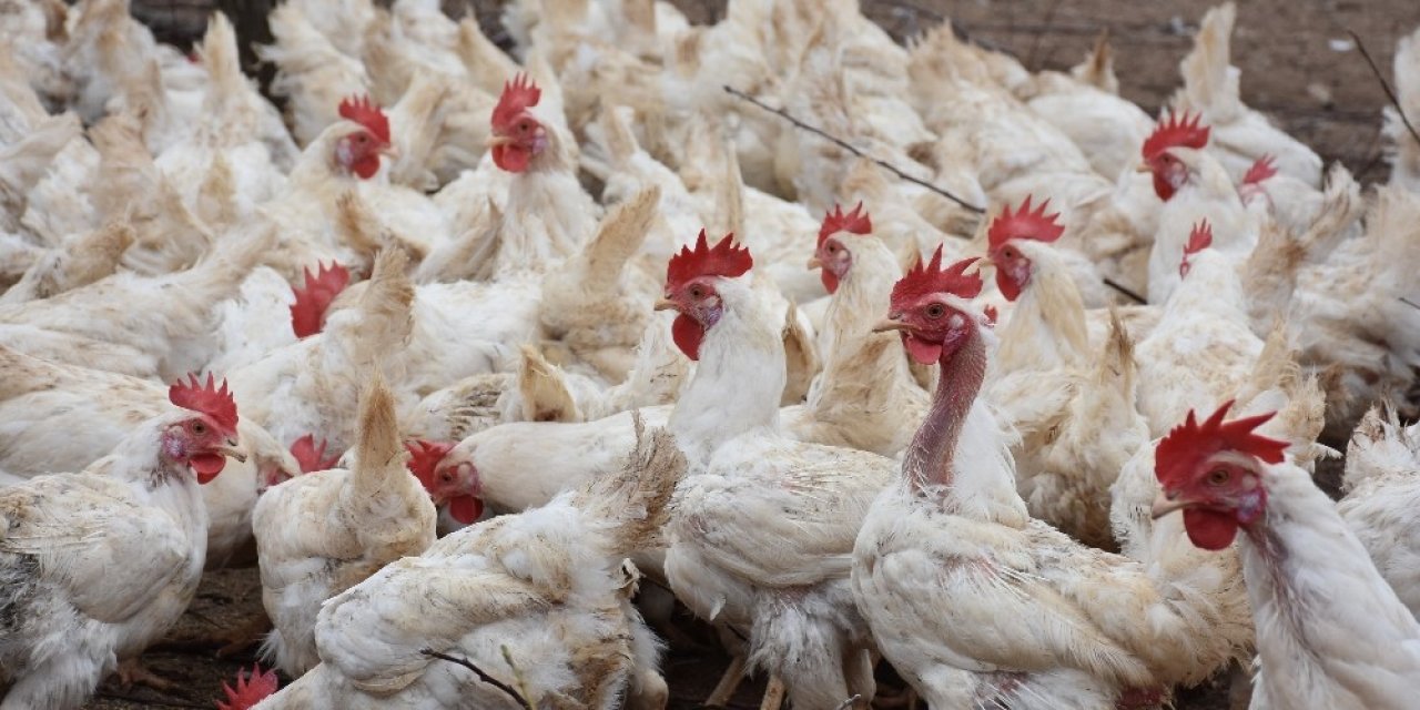 Son Bir Ayda Görülmeye Başladı, Tek Çaresi ’aşı’
