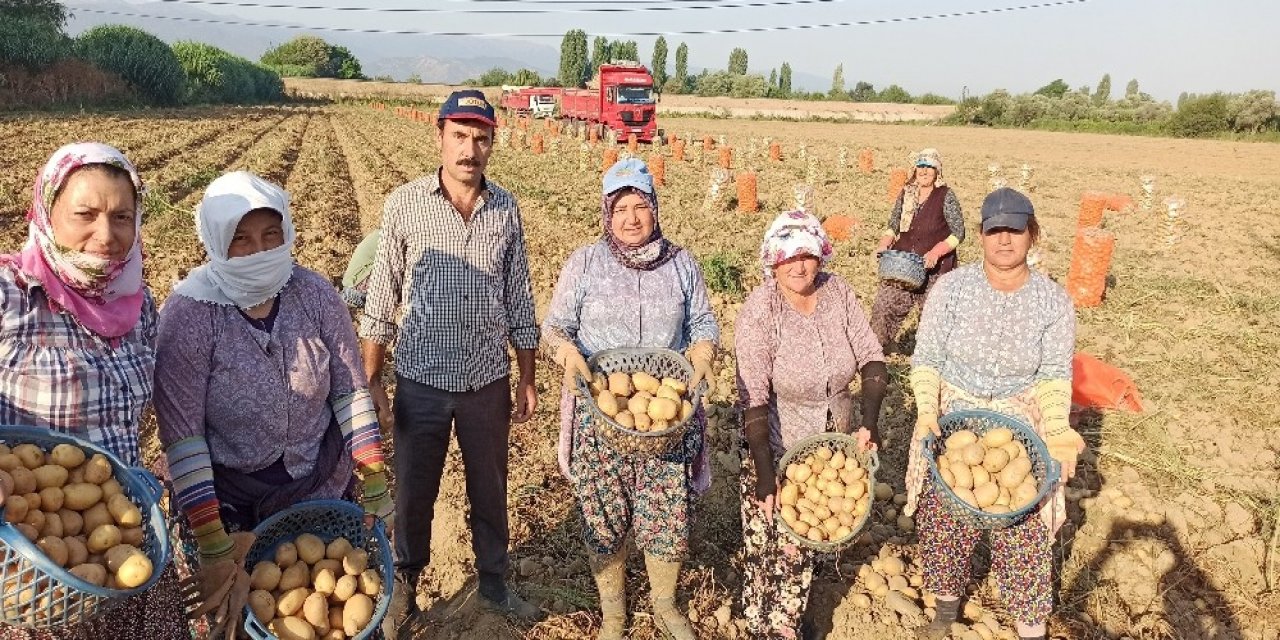 İzmir’de Patates Hasadı Kaldığı Yerden Devam Edecek