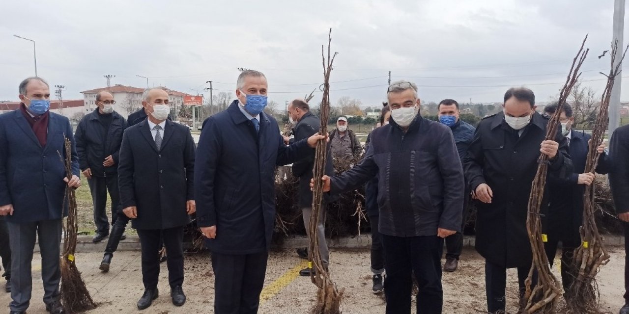 Bafra’da Üreticilere 2 Bin 500 Ceviz Fidanı Dağıtıldı