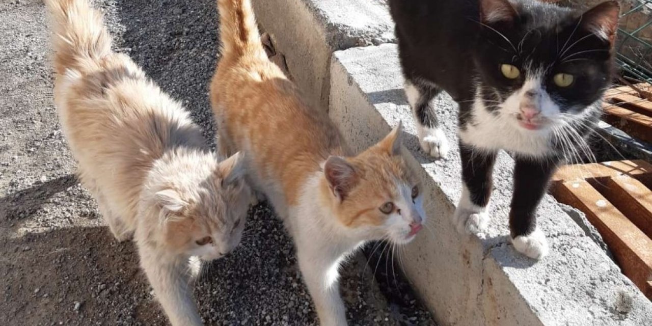 Tedavi Altındaki Can Dostlar İyileşiyor