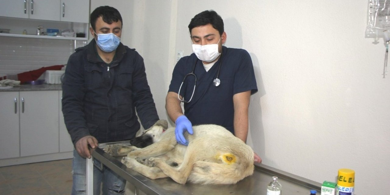 Hisarcık’ta Yaralı Köpeğe Belediye Ekipleri Sahip Çıktı