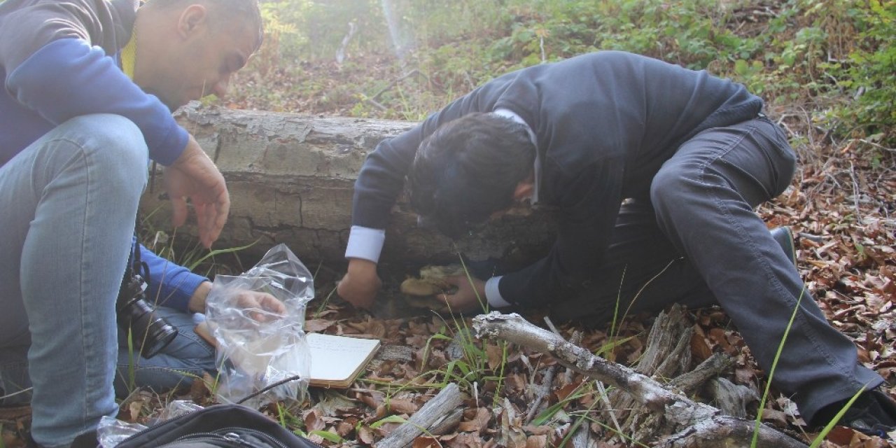 Kastamonu Ormanlarında Yetişen Aslan Yelesi Mantarıyla Alzaymır Hastalığı Tedavi Edilecek
