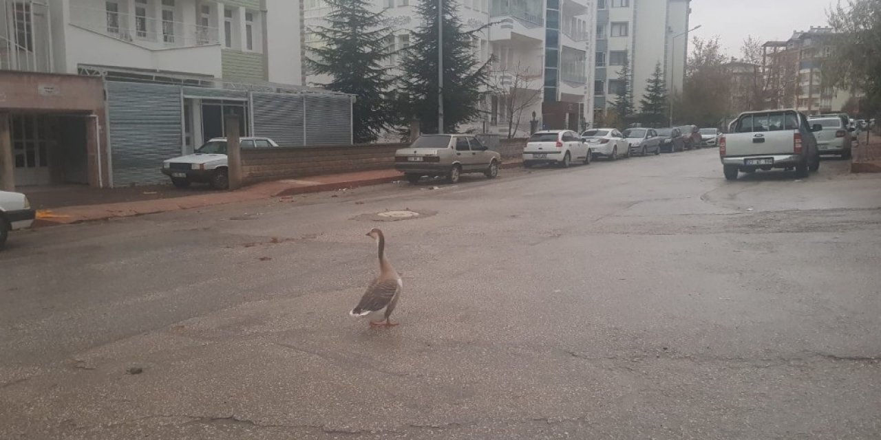 Boş Sokakta Kaz Gezintiye Çıktı