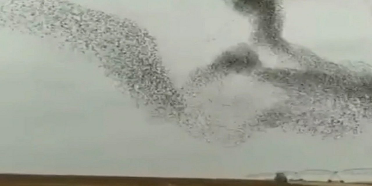 Kuşların Gökyüzündeki Muhteşem Dansı