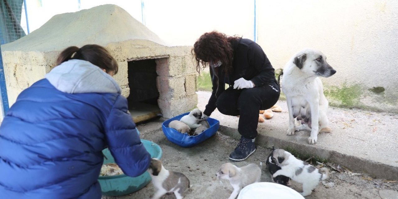 Barınakta Buluşan Hayvan Severler, Köpeklere Kulübe Yaptı