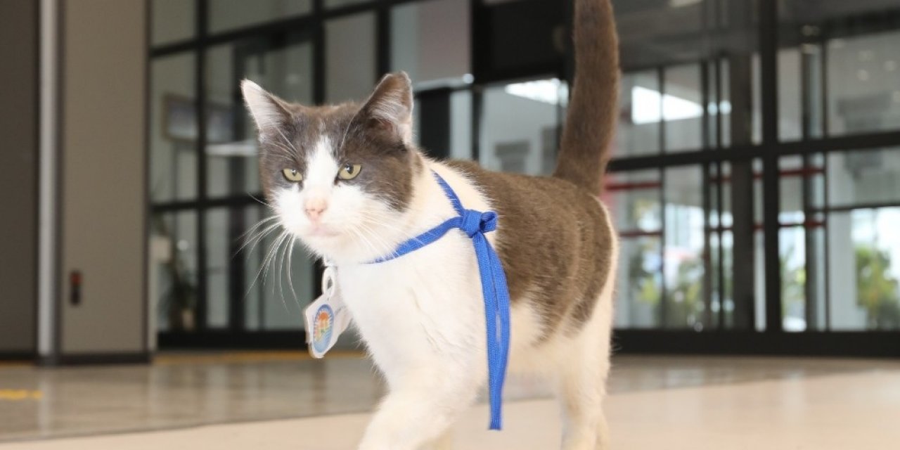 Sevimli Kedi Belediyenin Maskotu Oldu