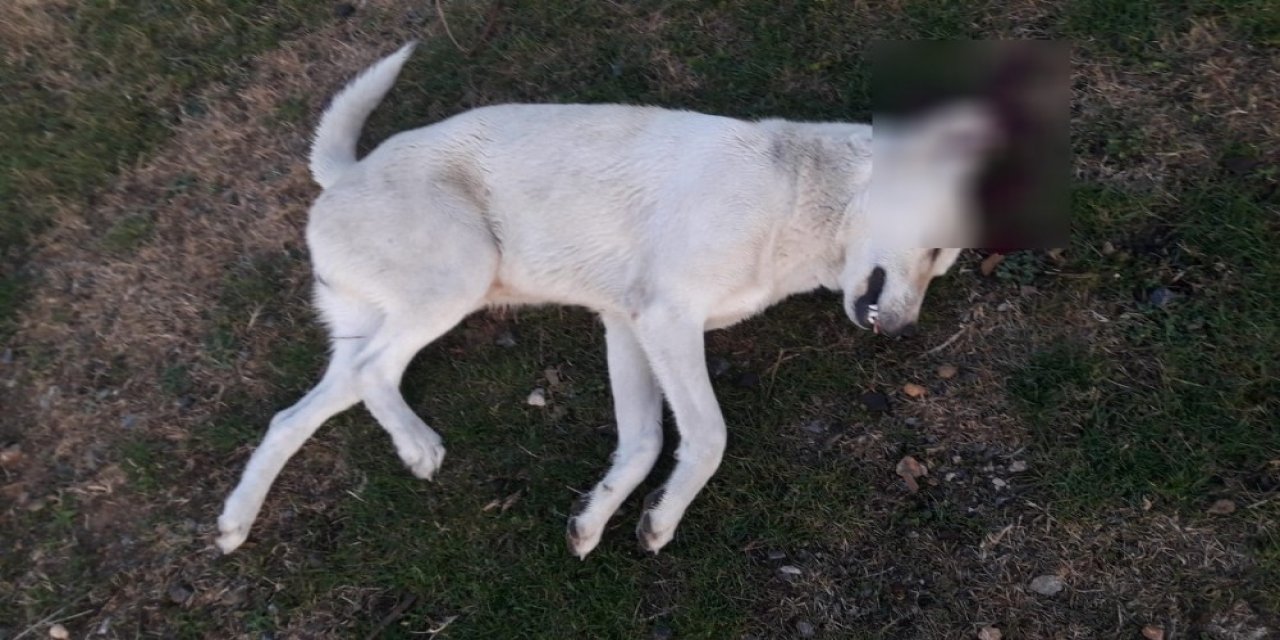 Beslediği tavuklara zarar verdi diye köpeği tüfekle başından vurarak öldürdü