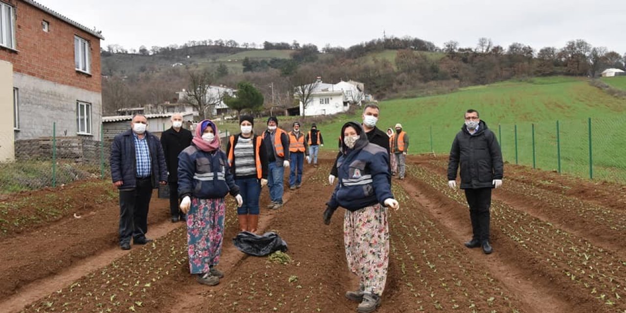 Çan Belediyesi Salep Fidanlarını Toprakla Buluşturdu