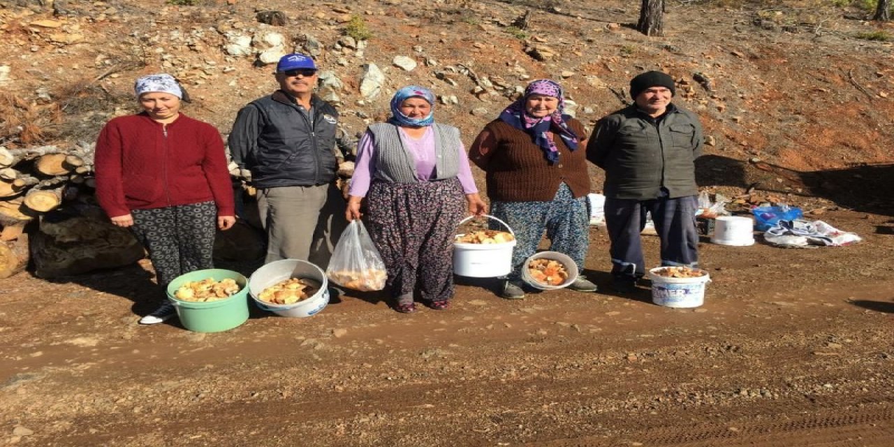Fakirin Eti Çıntar İçin Ormana Akım Başladı