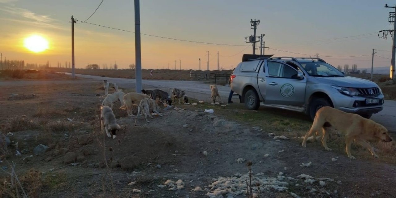 Hafta Sonu Yasağında Sokak Hayvanları Unutulmadı