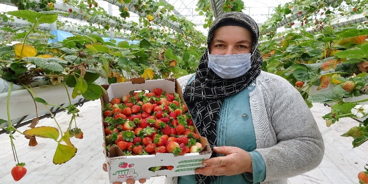 Türkiye’nin İlk Asansörlü Serasında Kış Ayında Üretildi
