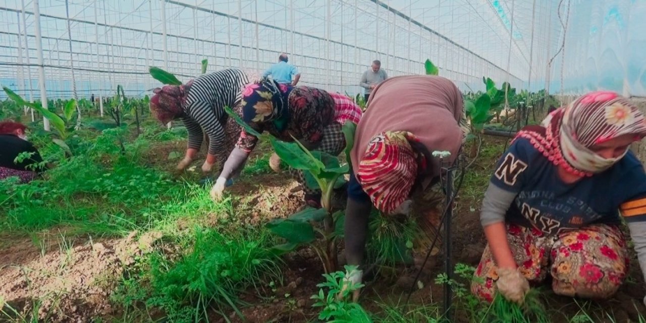 İşsiz Kalan Turizm Sektörü Çalışanlarına Tarım Sektörü Kucak Açtı