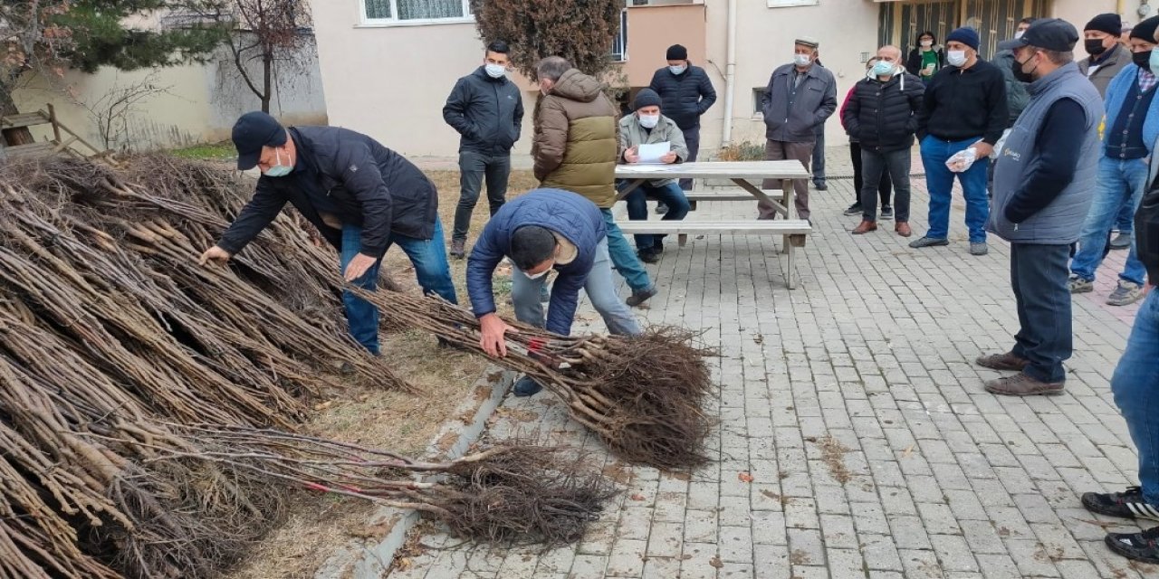 Bozüyük’te Çiftçilere Ceviz Fidanı Dağıtımı Yapıldı