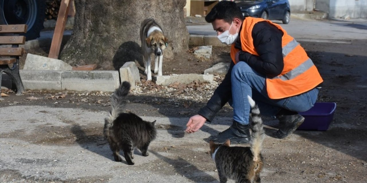 Kısıtlamada Sokak Hayvanları Aç Kalmadı