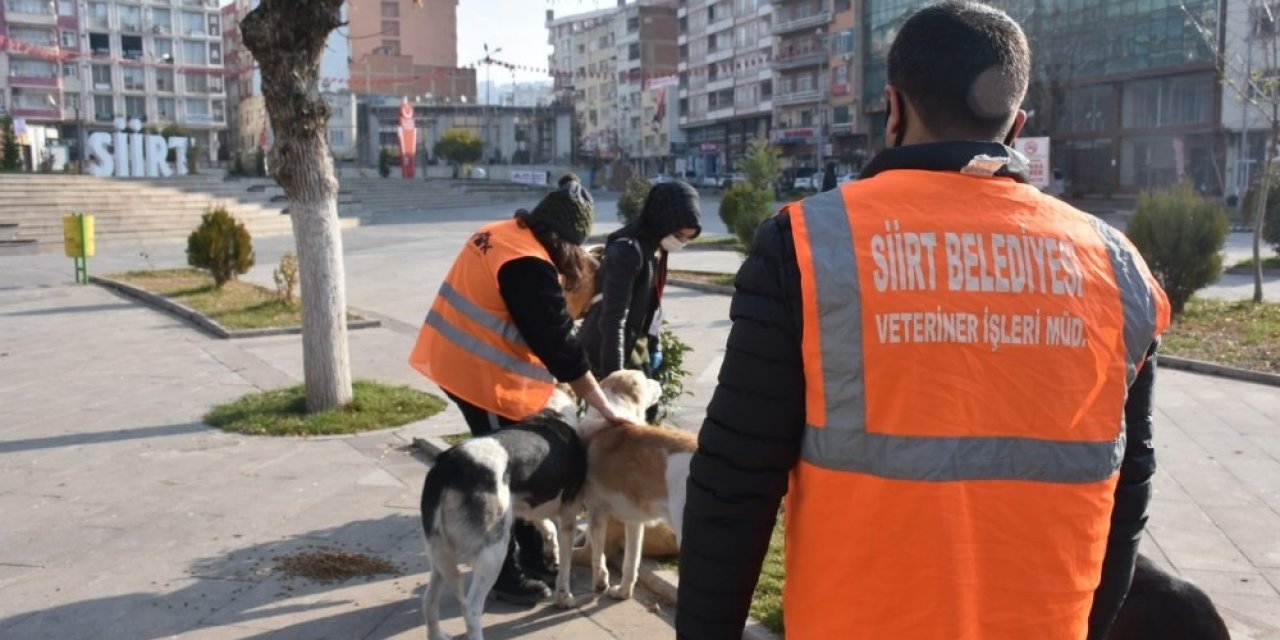 Siirt Belediyesinden Adres Sizden Mama Bizden Projesi