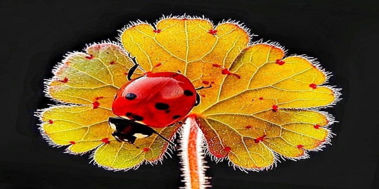 30 Yıldır Uğur Böceği Fotoğrafı Çekiyor