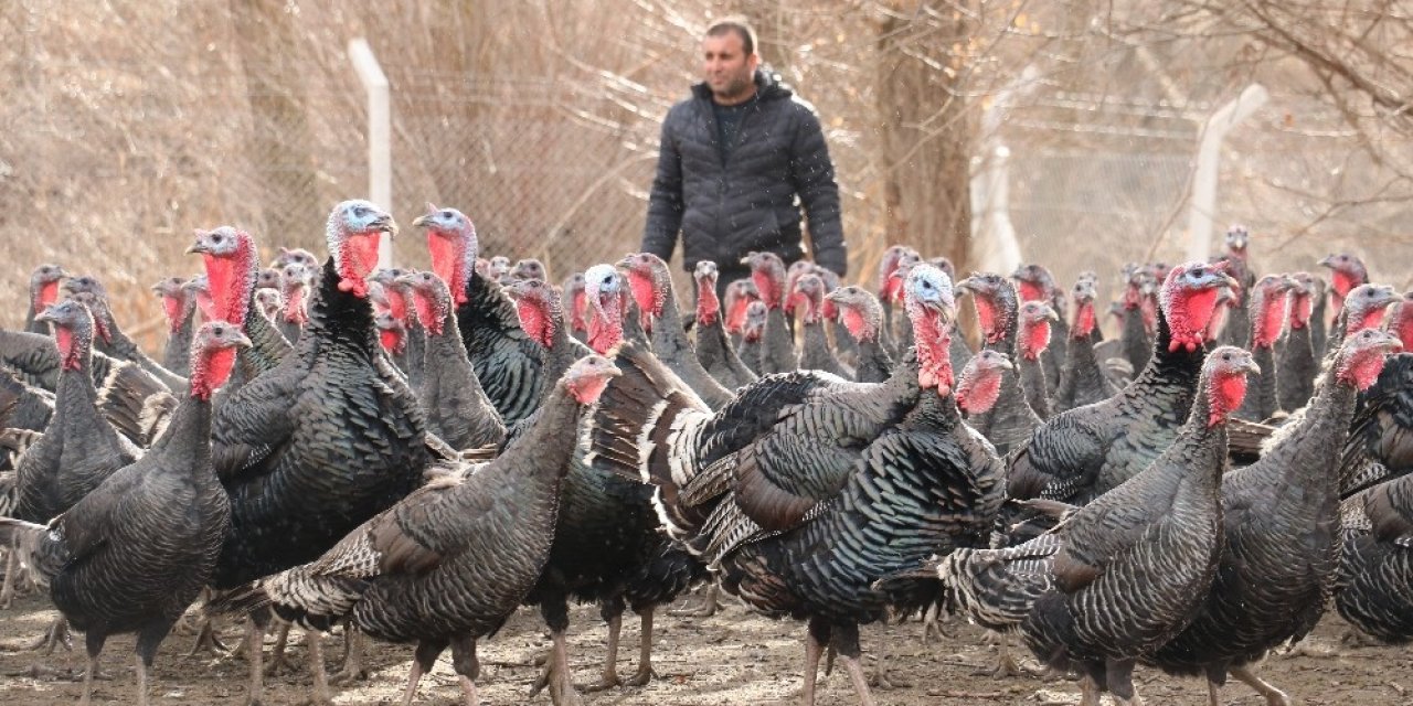10 Tane Hindiyle Başladı, Sürü Sahibi Oldu, Yılbaşını İple Çekiyor