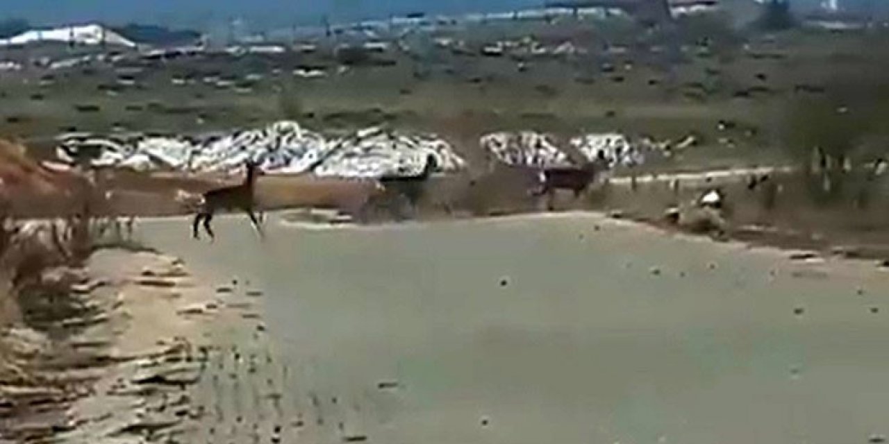 Geyik Sürüsü Yerleşim Alanı Yakınlarında Görüntülendi