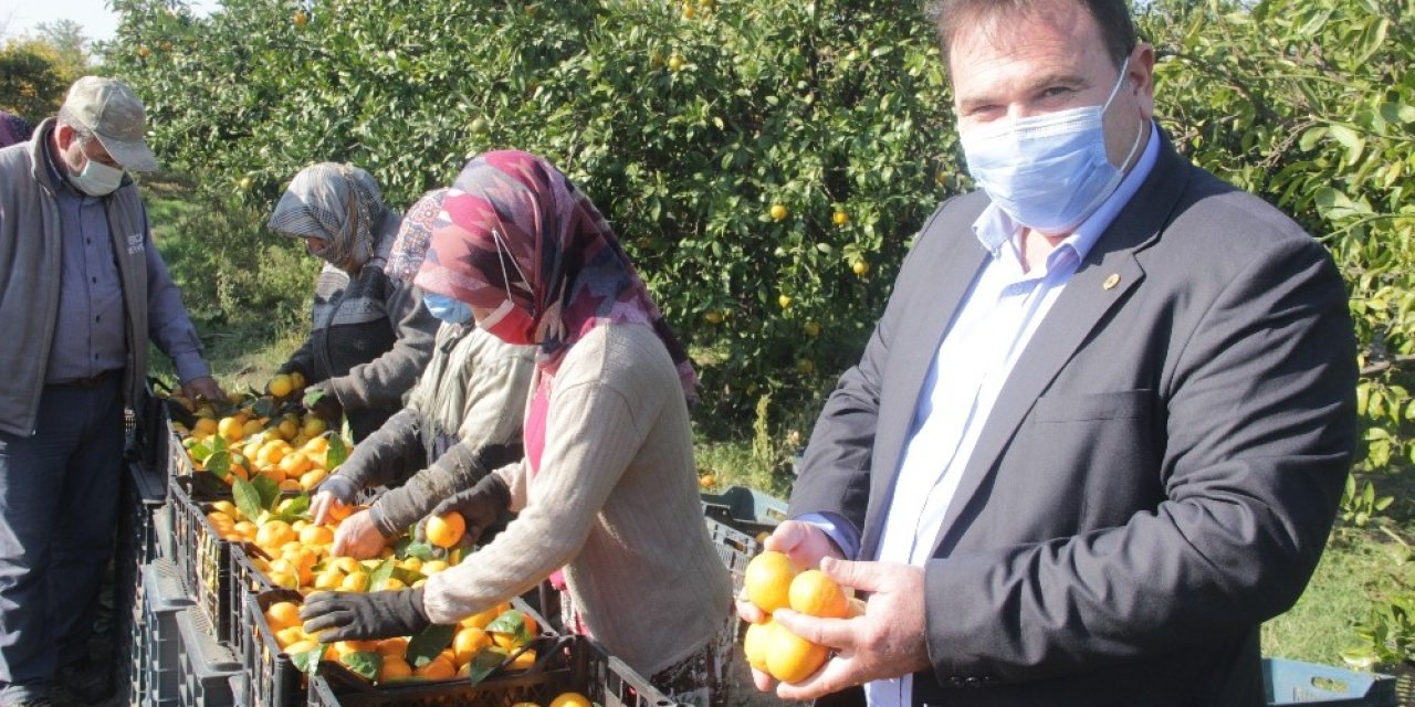 Takoz Mandalina Ekonomiye Kazandırılıyor