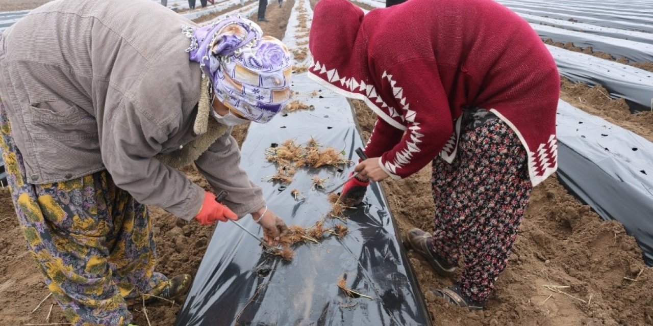 Bismil Belediyesi Kadınlara Yönelik İş Ortamı Oluşturmak Adına ’çilek Okulu’ Açtı