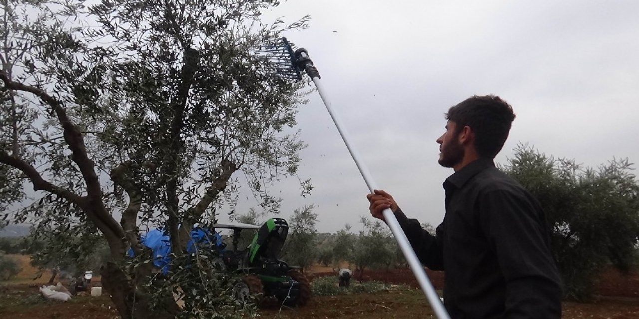 Yağmur Nedeniyle Ara Verilen Zeytin Hasadı Yeniden Başladı
