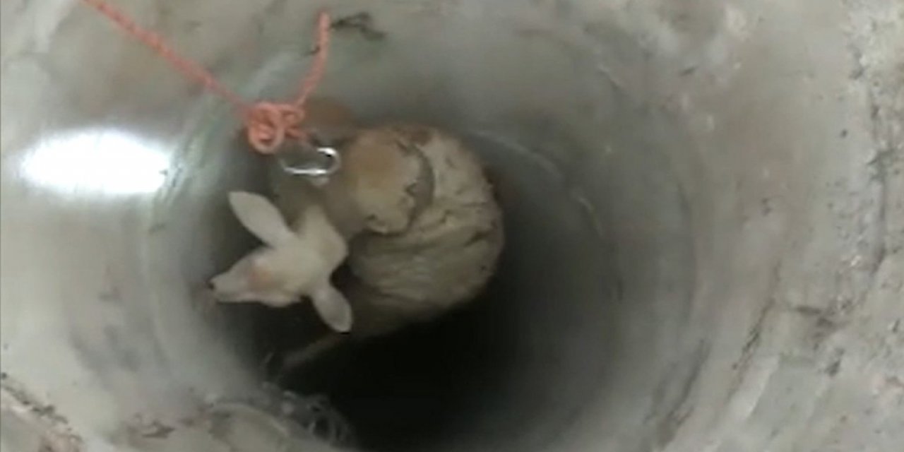 30 Metrelik Kuyuya Düşen Koyun Kurtarıldı