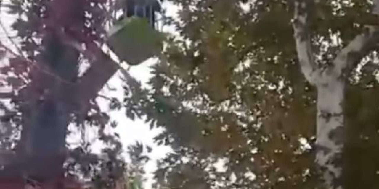 Ağaçta Mahsur Kalan Papağanı İtfaiye Kurtardı