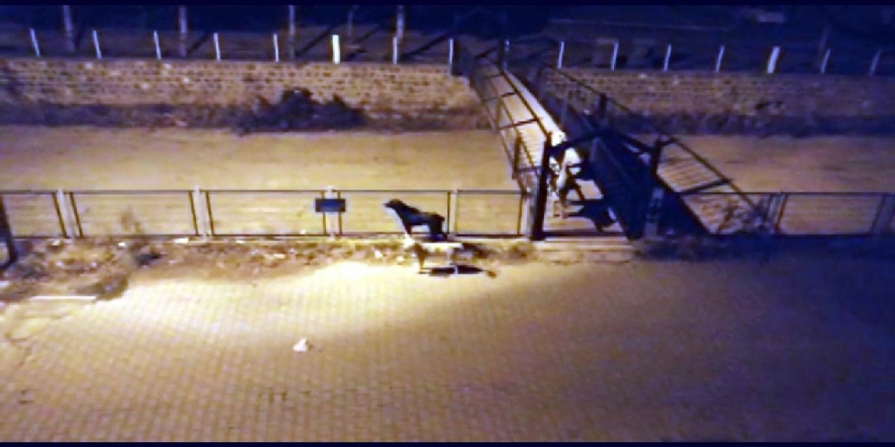 Yeşilhisar’da Başıboş Köpekler Korku Saçıyor