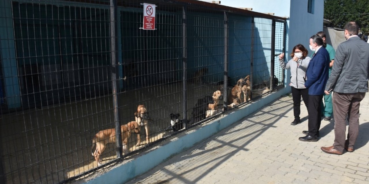 Tekirdağ’da 2 Bin 540 Kedi Ve Köpeğe Tıbbi Müdahale