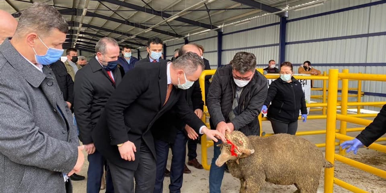 Tekirdağ’da 34 Adet Merinos Irkı Koç Dağıtıldı