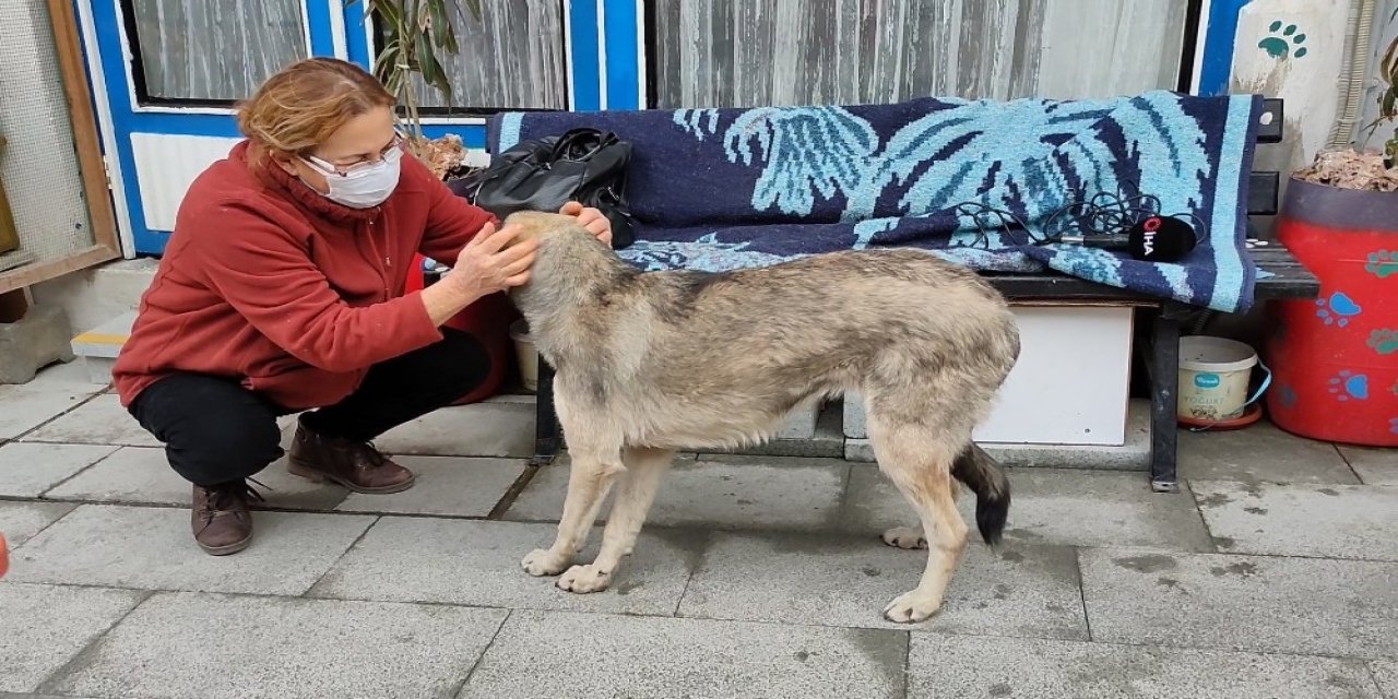 Burdur’da Vahşet, Köpeği Koyuna Saldırttı, Videoya Çekip Yayınladı