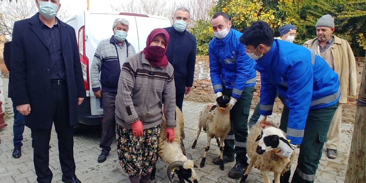 Büyükşehir, Sakız Koyunu Dağıtımına Devam Ediyor