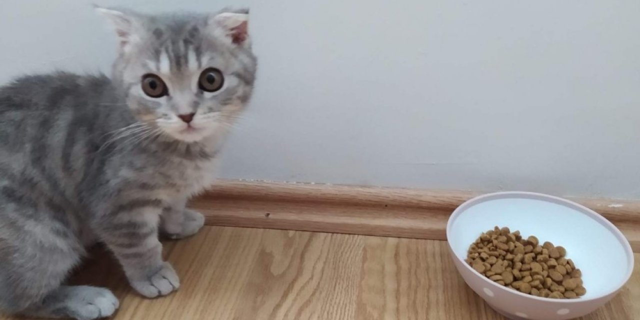Kalitesiz Mamalar Kedi Ve Köpekleri Sakat Bırakıyor