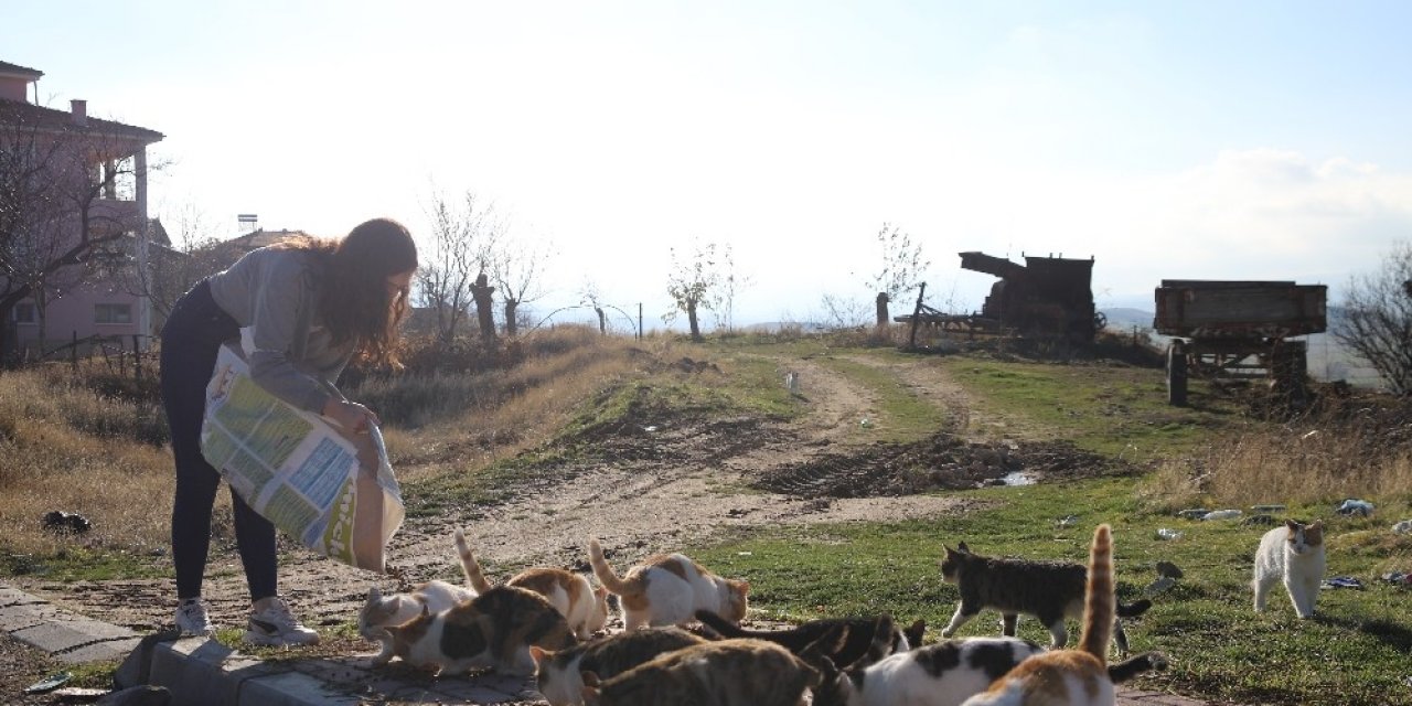 Üniversite Öğrencilerinden, "mama Kumbarası" İle Sokak Hayvanlarına Destek