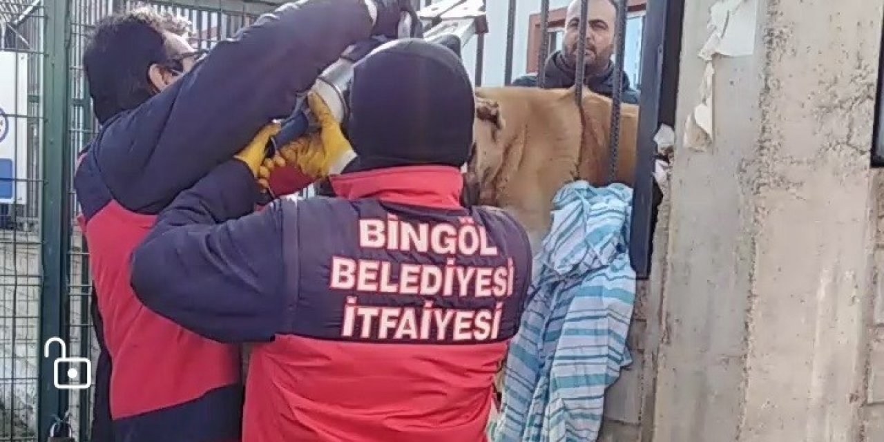 Bingöl’de Demir Parmaklıklara Sıkışan Köpek Kurtarıldı