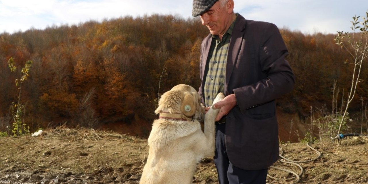 Sahiplendirilen Hayvanlar Yeni Yuvalarında