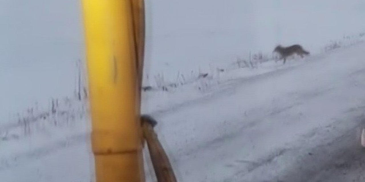 Ardahan’da Kurt Sürüsü Karayoluna İndi