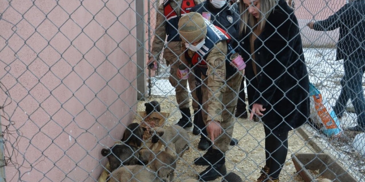 Ardahan’da Sahipsiz Sokak Hayvanları Emin Ellerde